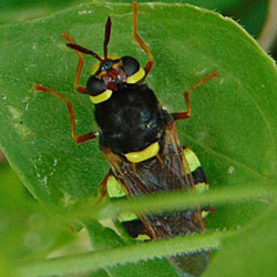 Stratiomys ruficornis